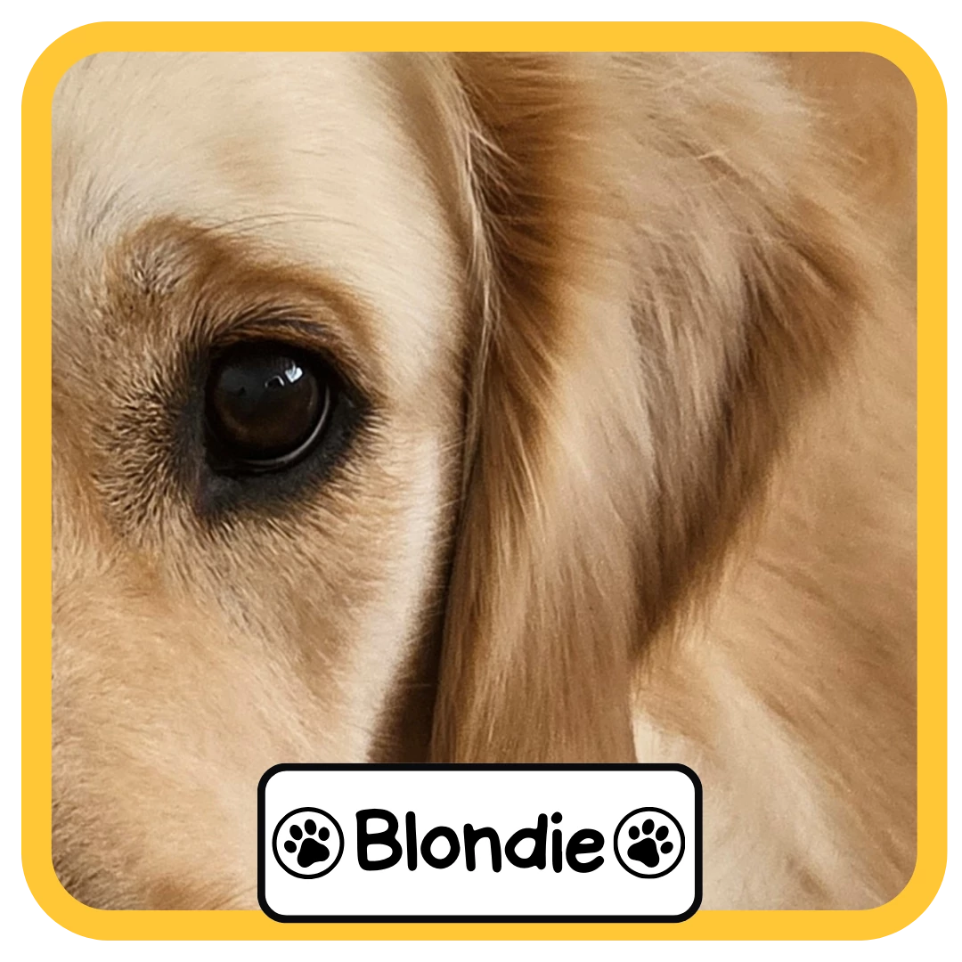 Blondie