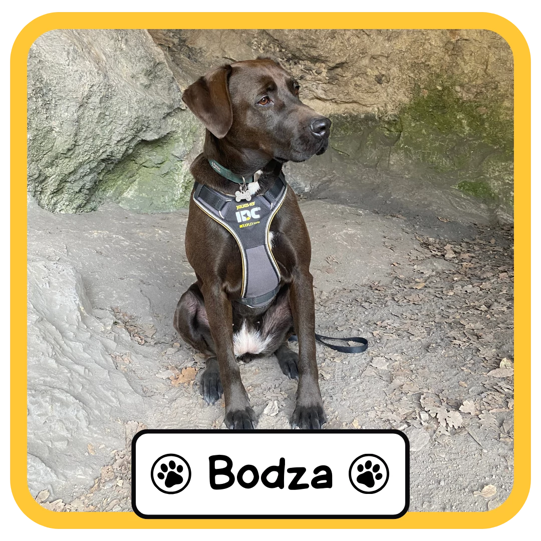 Bodza