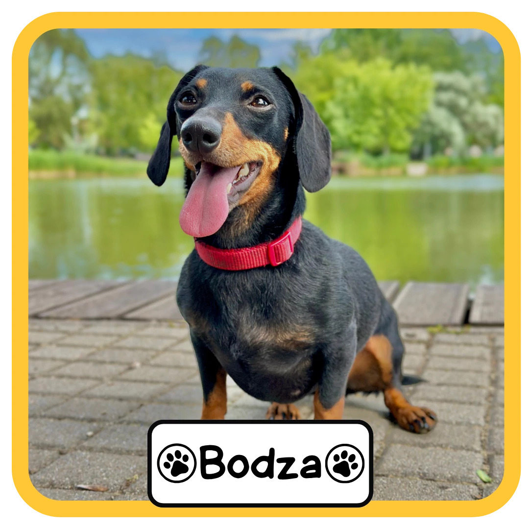 Bodza