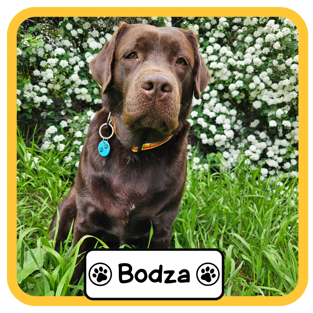 Bodza