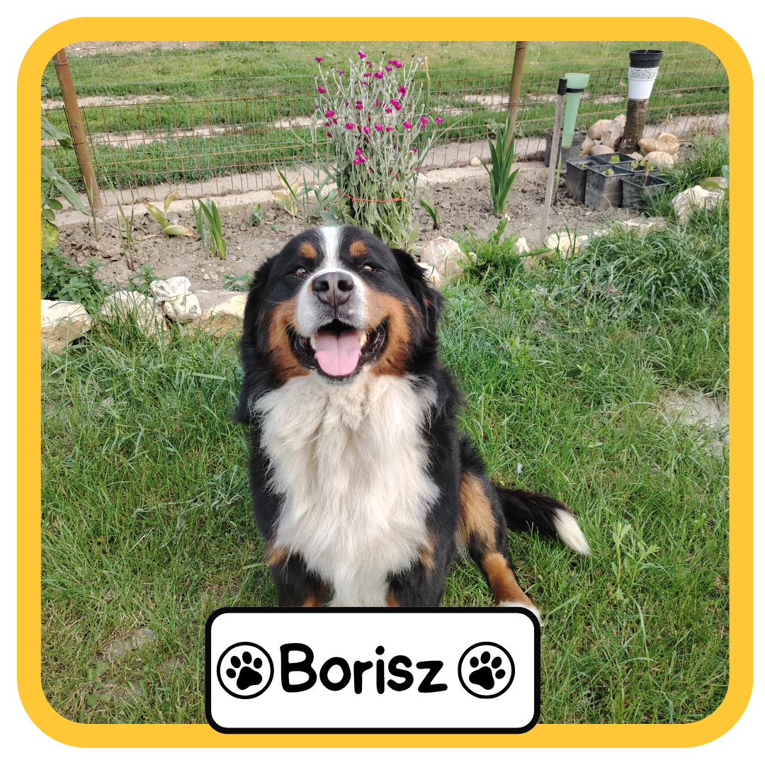 Borisz