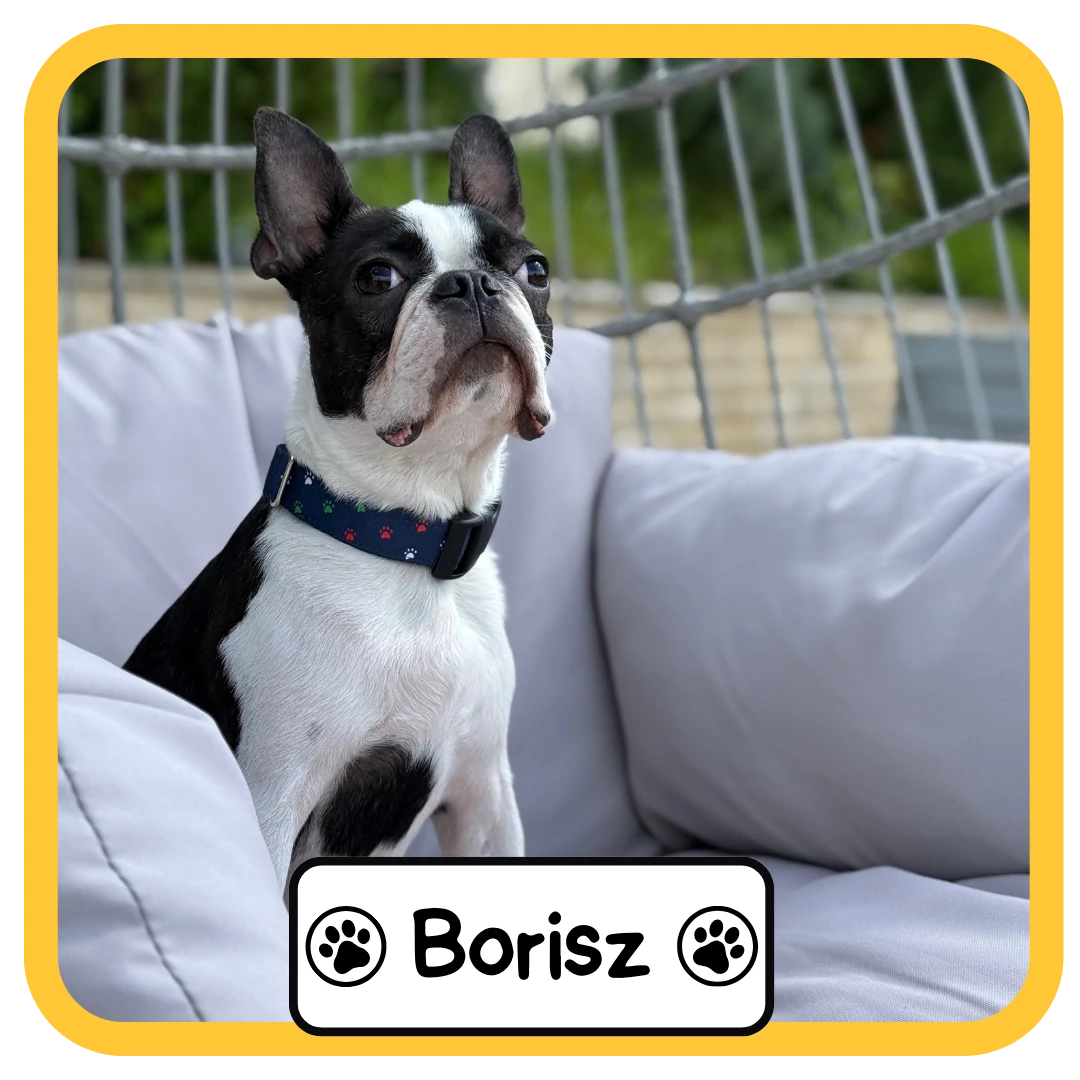 Borisz