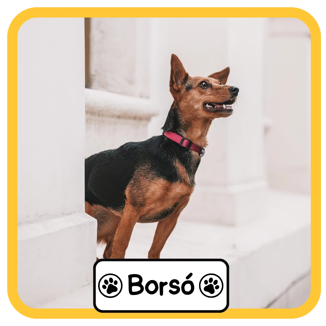 Borsó