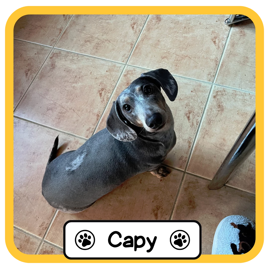 Capy