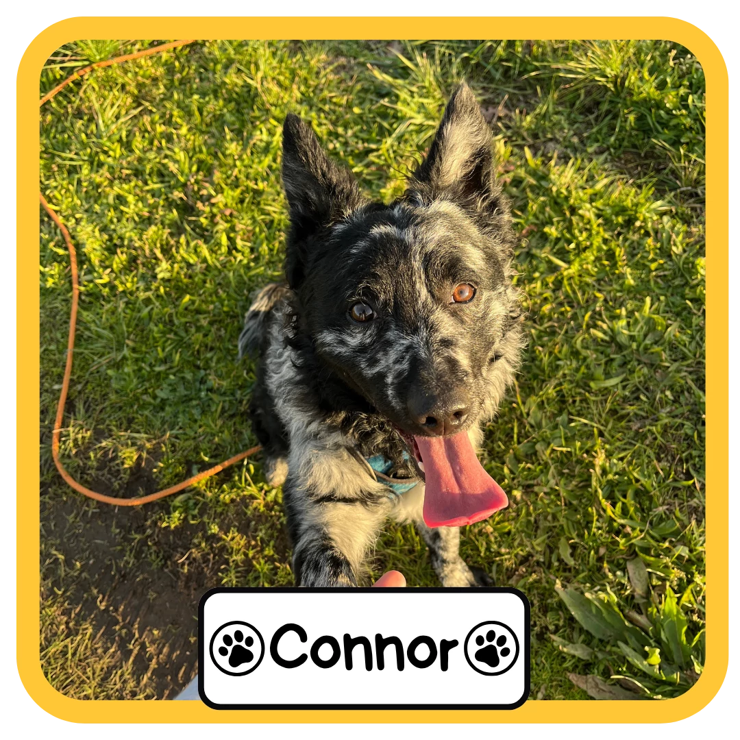 Connor