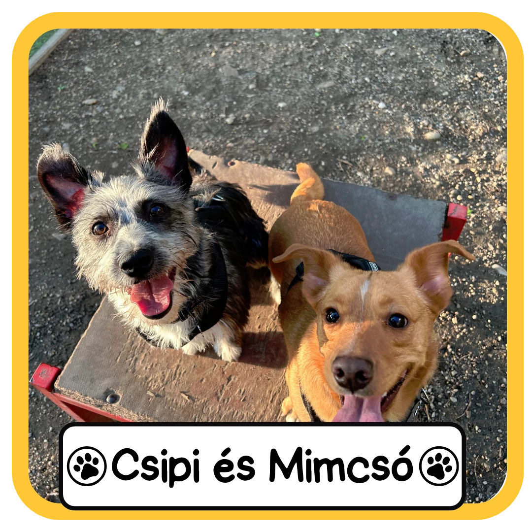 Csipi és Mimcsó
