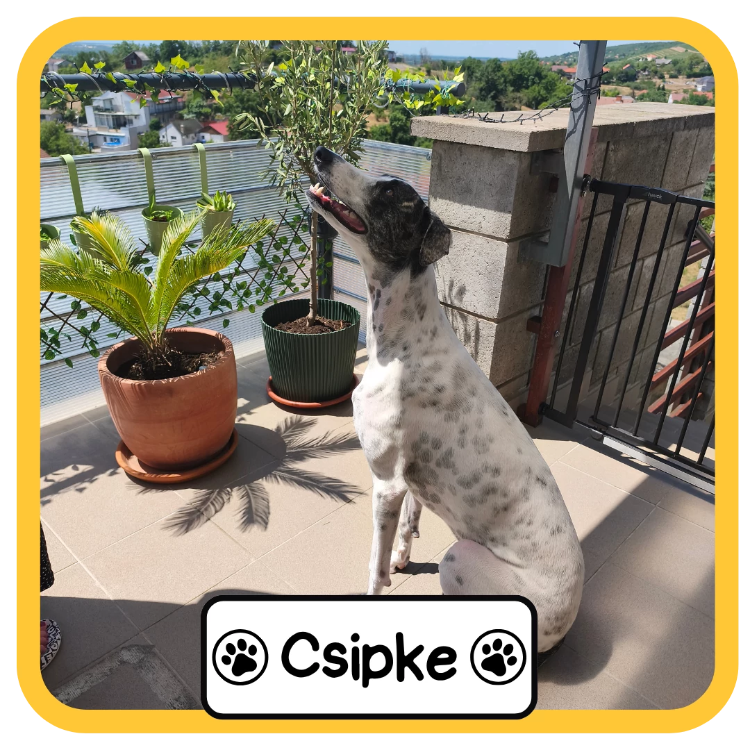 Csipke