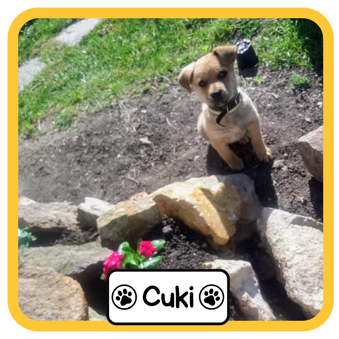 Cuki