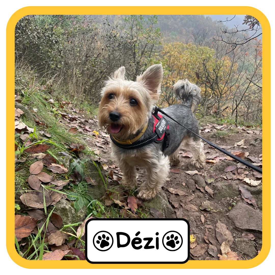 Dézi