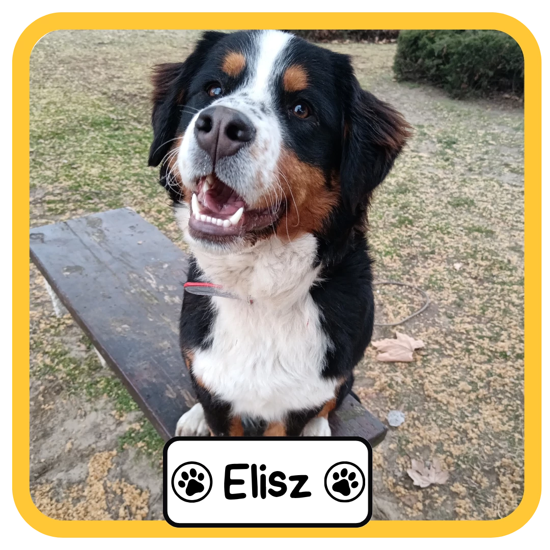 Elisz
