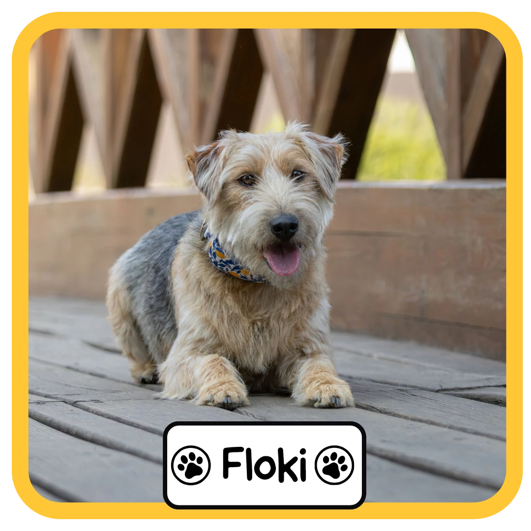 Floki