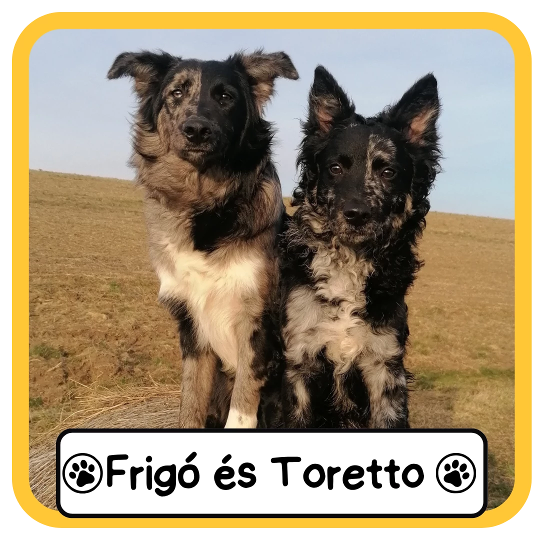 Frigó és Toretto