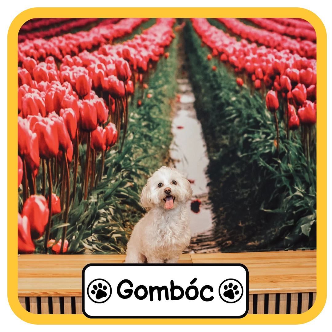 Gombóc