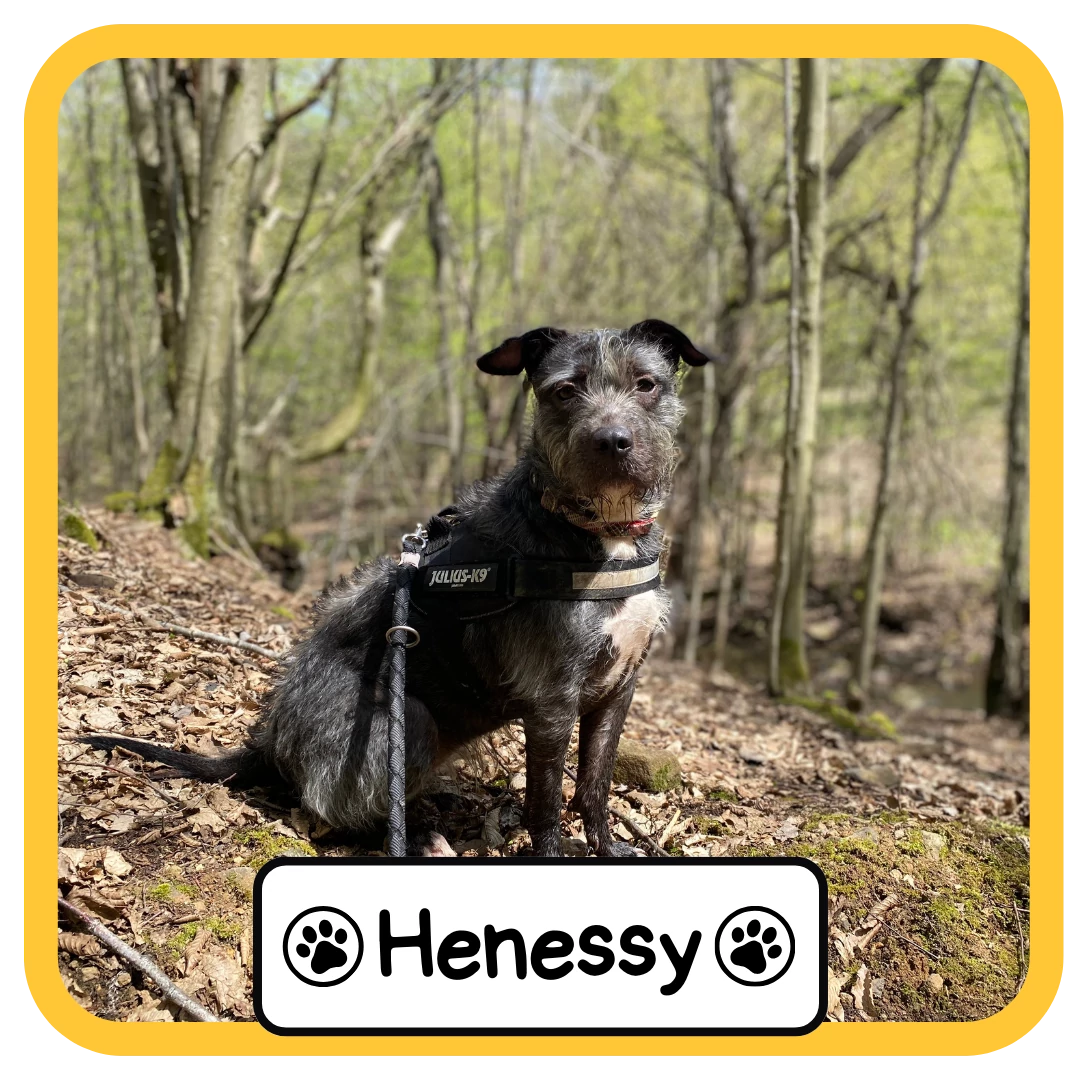 Henessy
