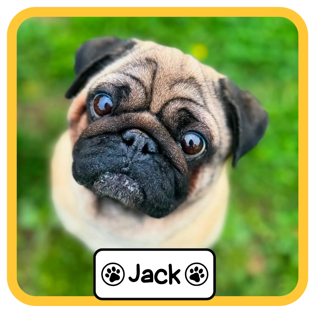 Jack