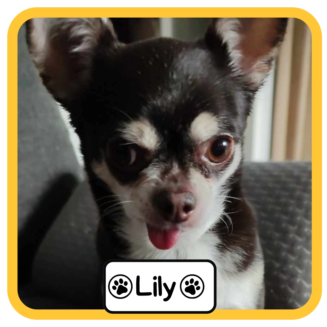 Lily