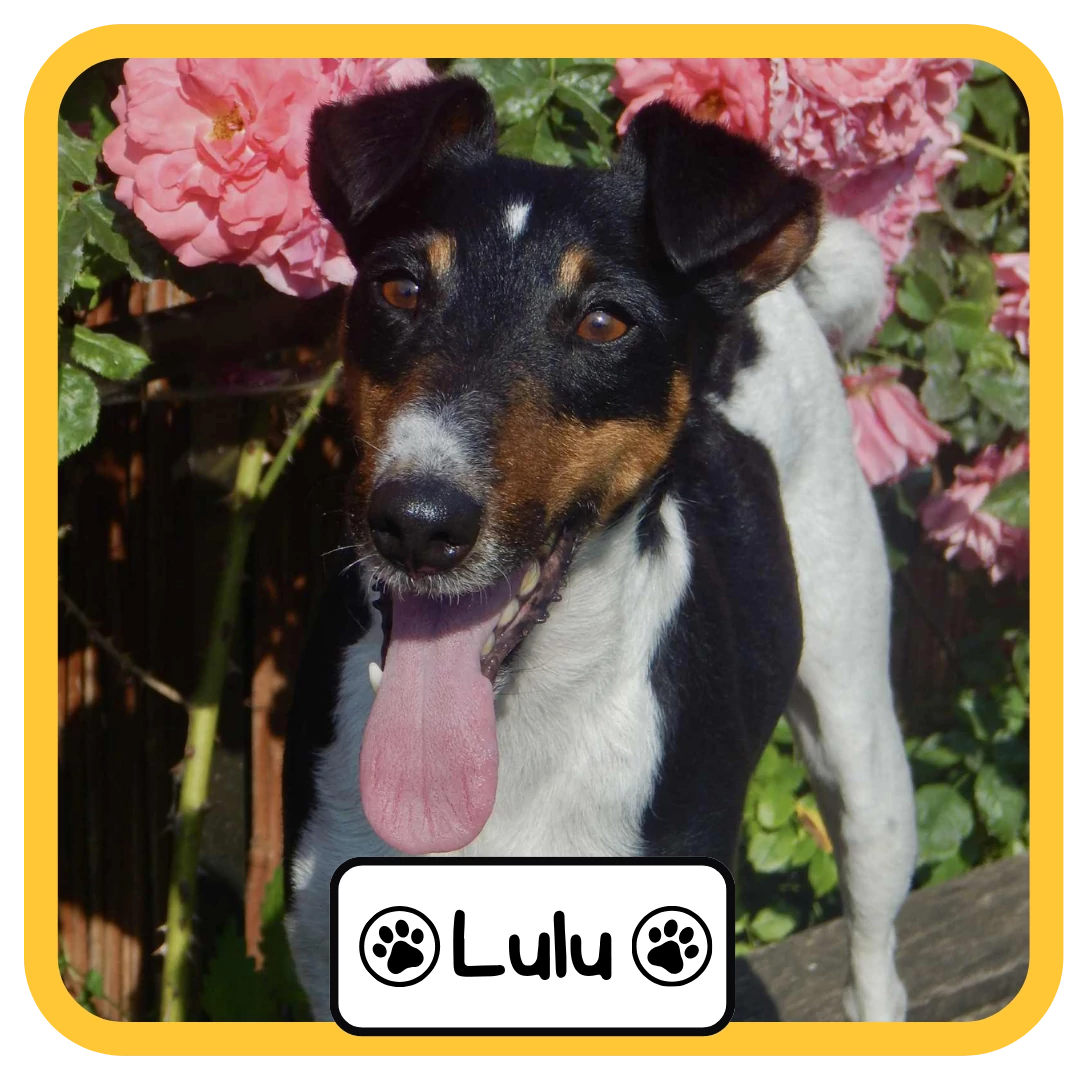 Lulu