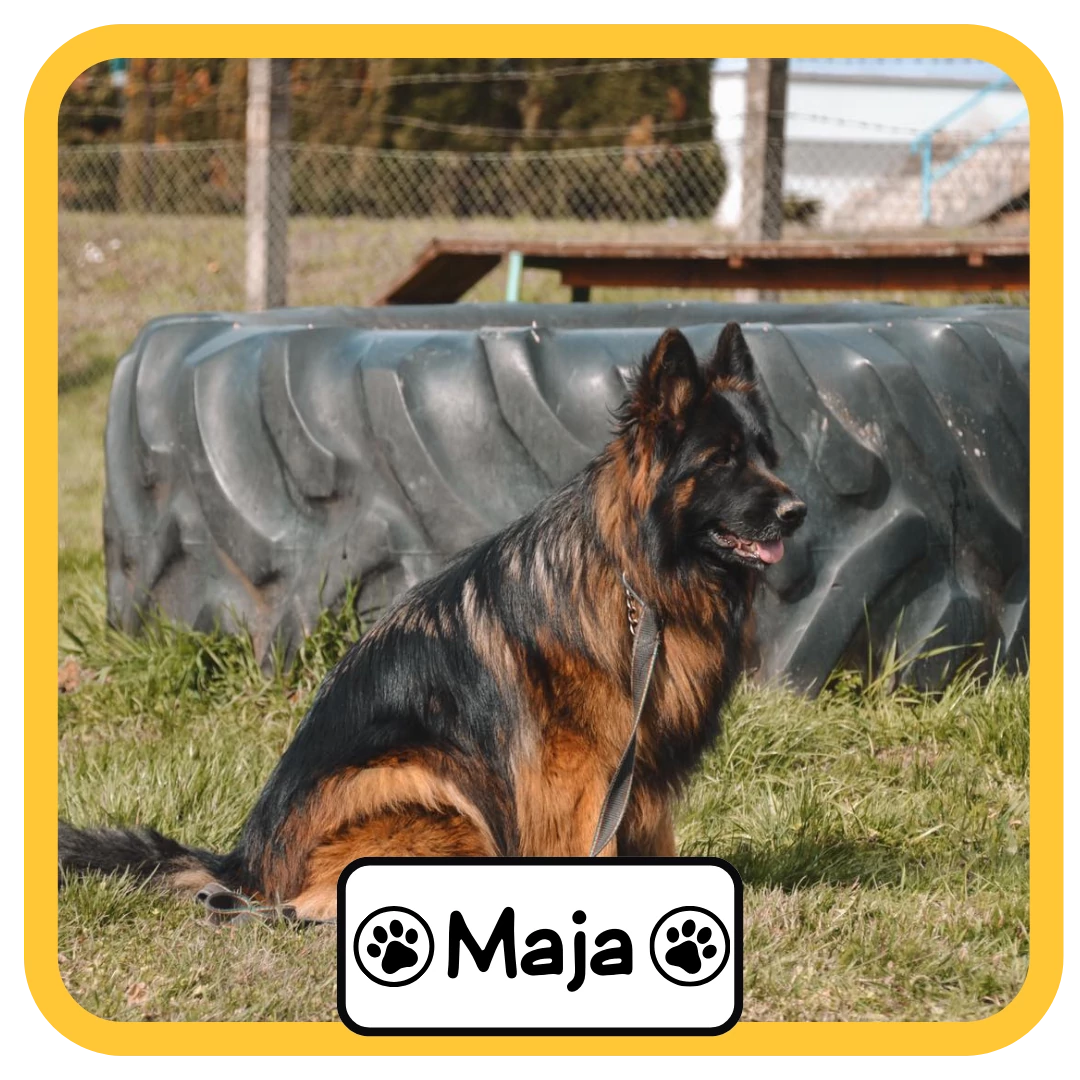 Maja