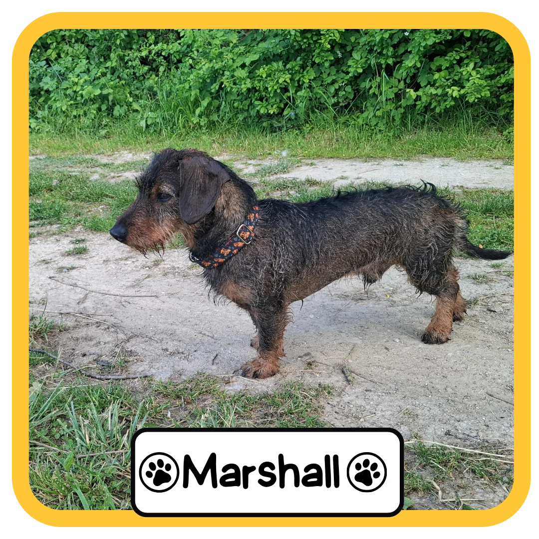 Marshall