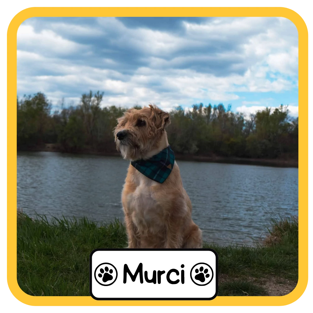 Murci