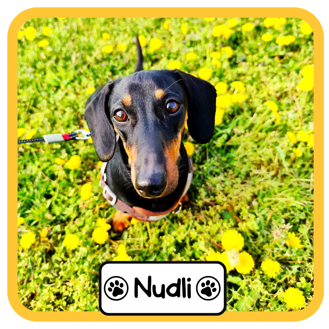 Nudli