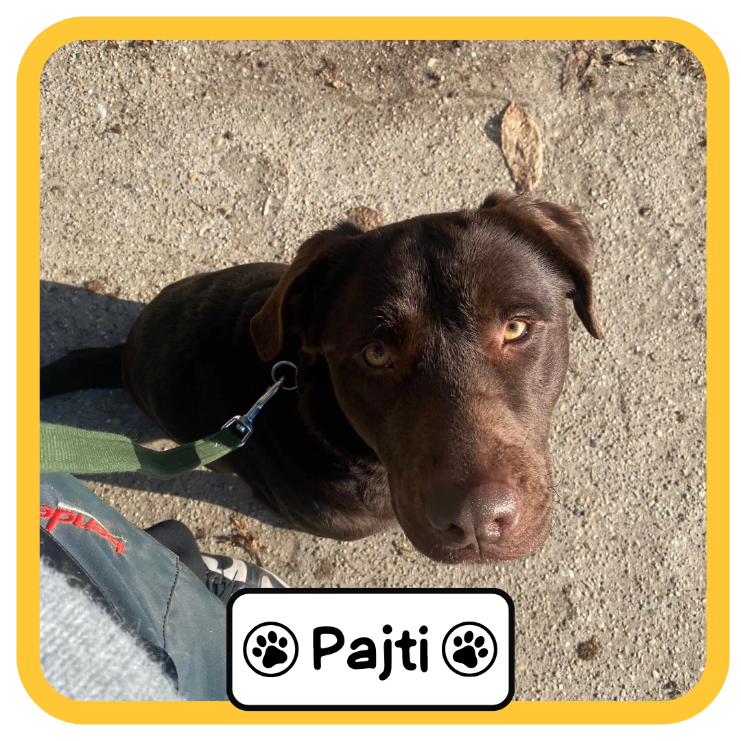 Pajti