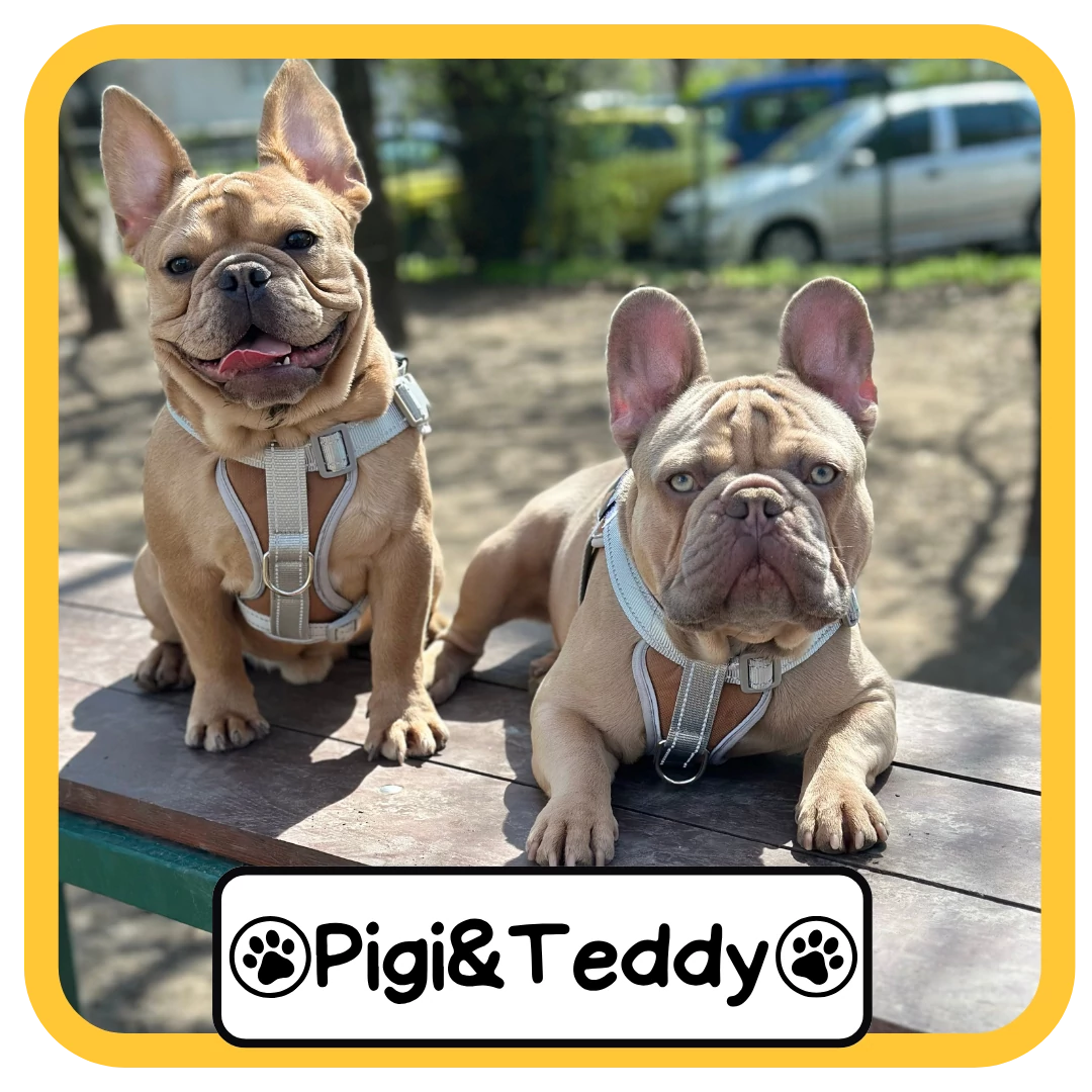 Pigi&Teddy