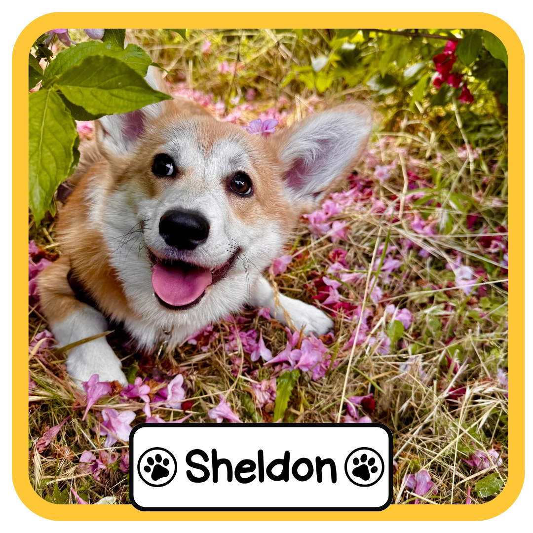 Sheldon