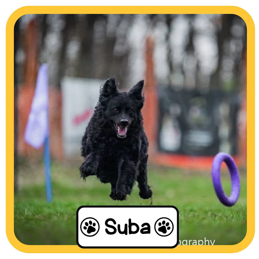 Suba