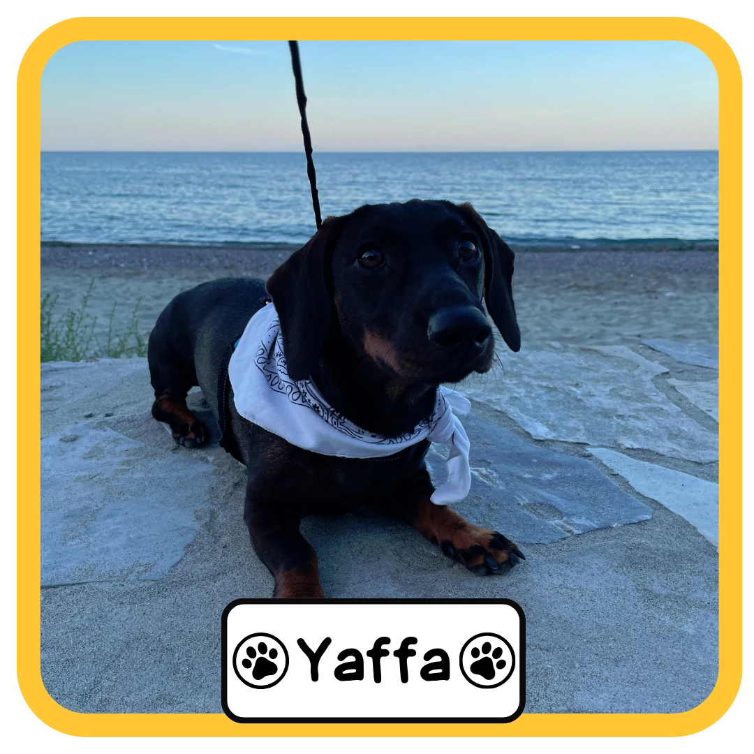 Yaffa