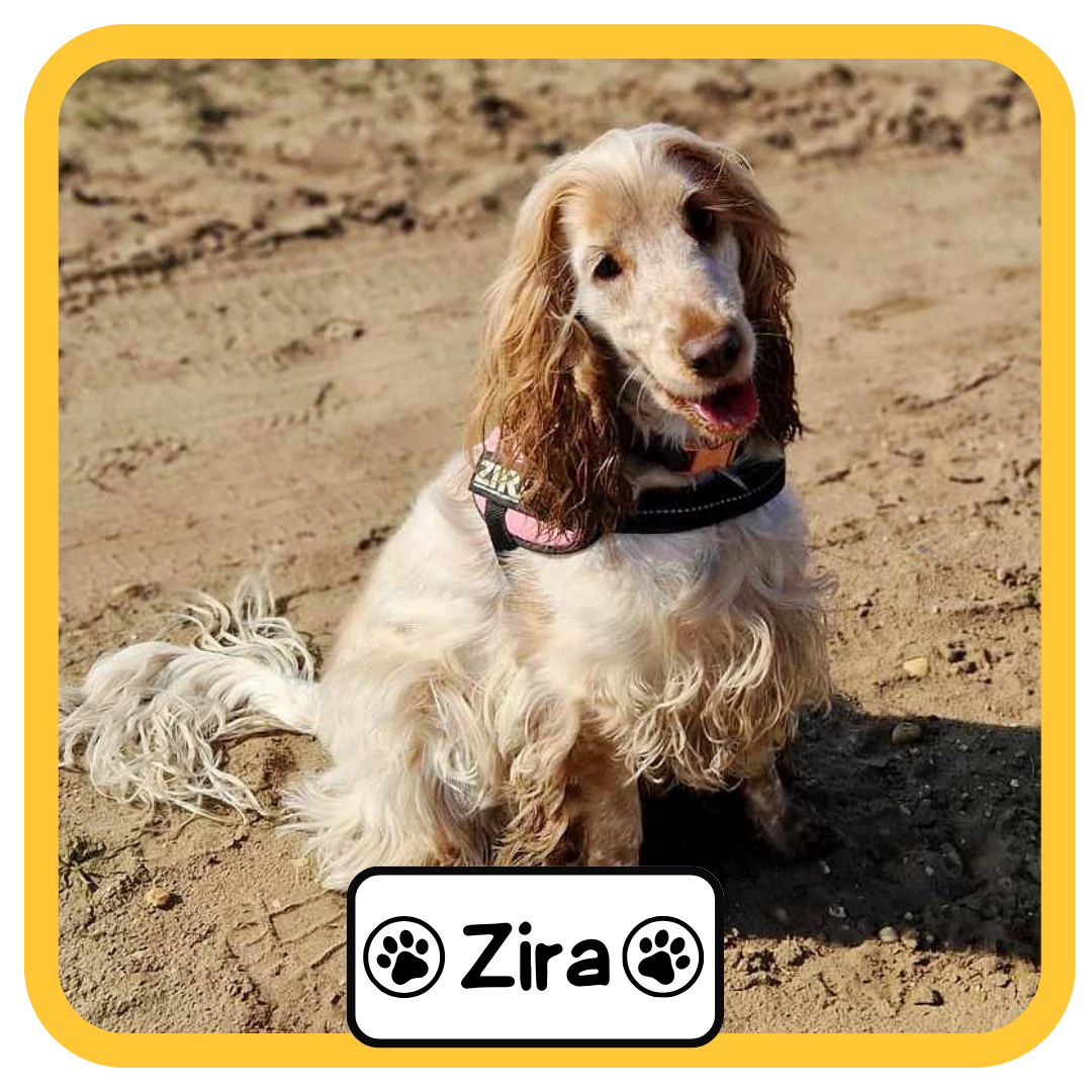 Zira